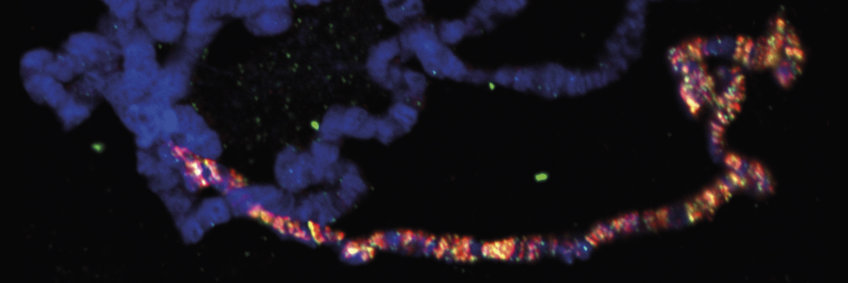 Chromatinregulierung Chromatinregulierung